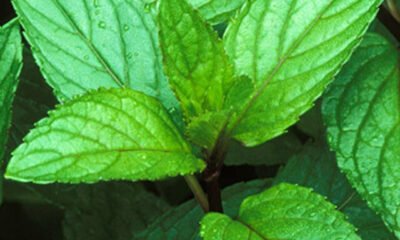 peppermint-steven-foster-square