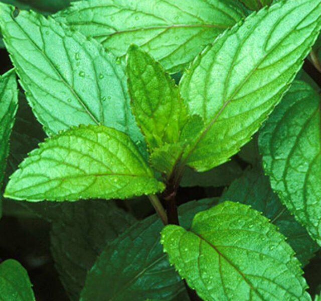 peppermint-steven-foster-square