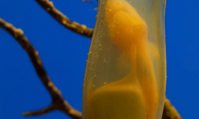shark-egg