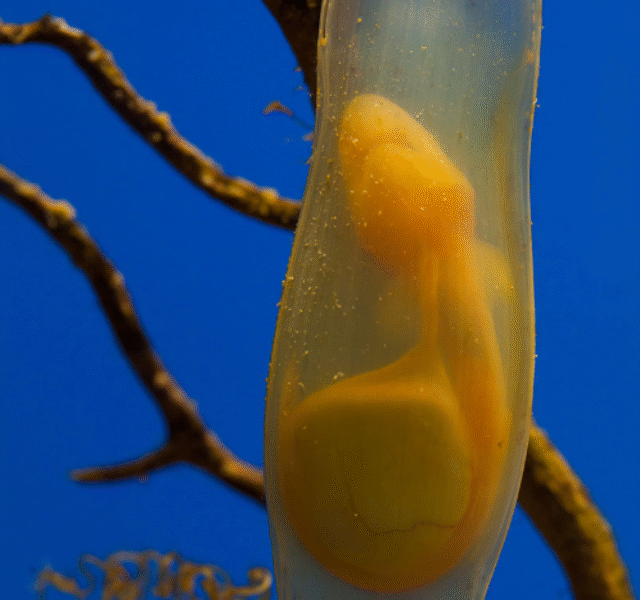 shark-egg