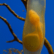 shark-egg