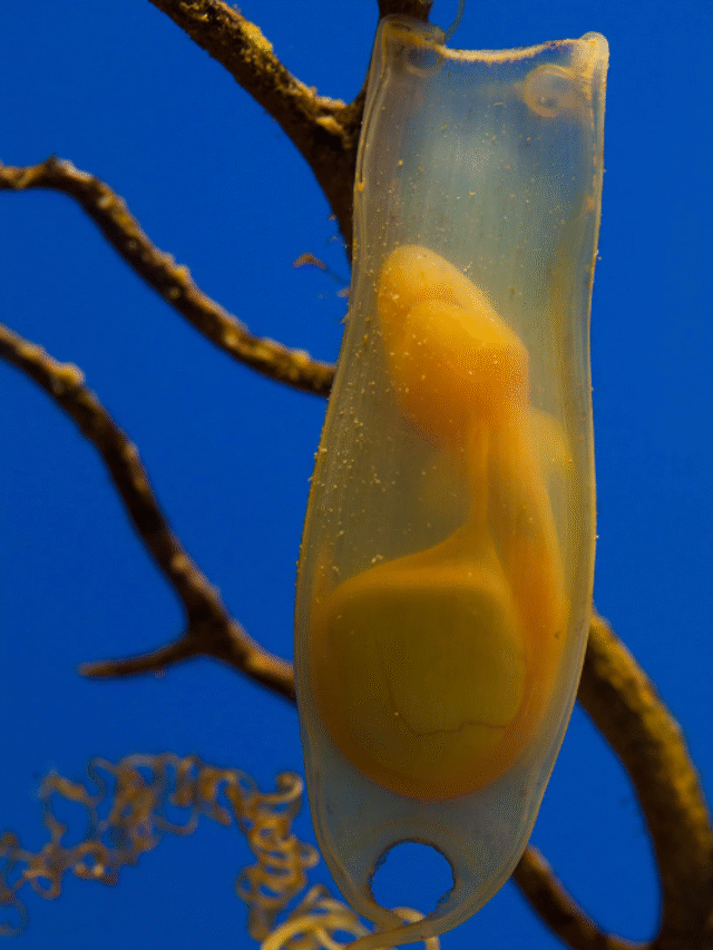 Weirdest Ways Animals Give Birth That You Won’t Believe