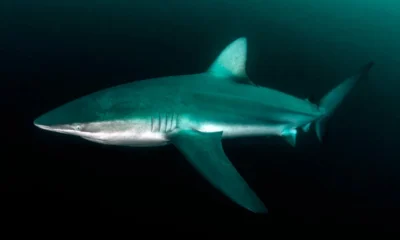 Dusky Shark Attack in Israel: Harmless Species Turns Deadly in Feeding Frenzy