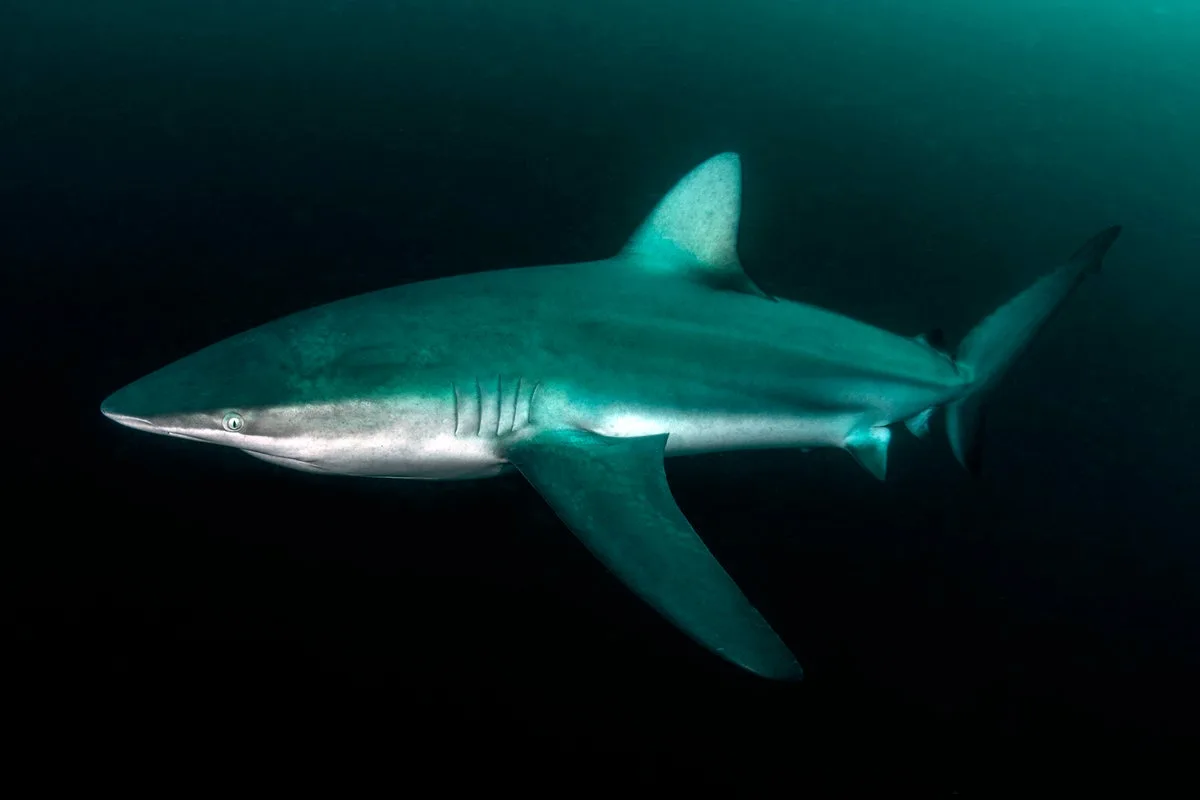 Dusky Shark Attack in Israel: Harmless Species Turns Deadly in Feeding Frenzy