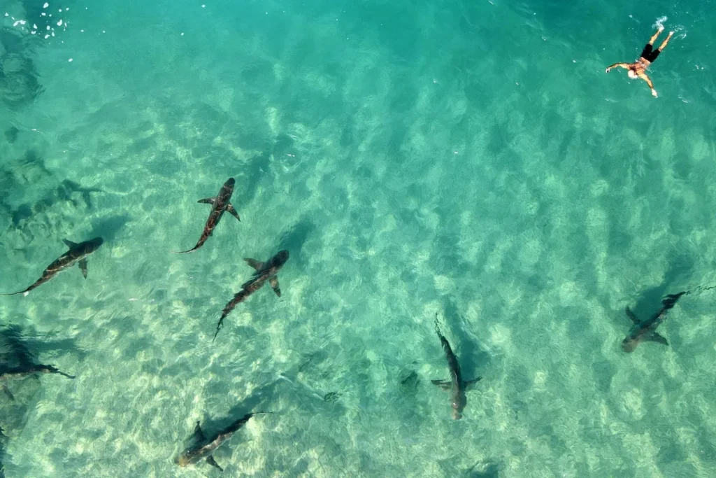 Dusky Shark Attack in Israel: Harmless Species Turns Deadly in Feeding Frenzy