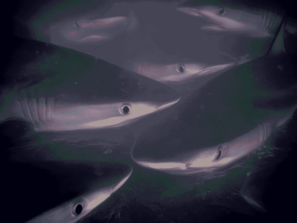 Dusky Shark Attack in Israel: Harmless Species Turns Deadly in Feeding Frenzy