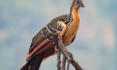 hoatzin-stinkbird-4