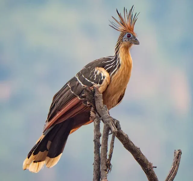 hoatzin-stinkbird-4