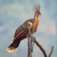 hoatzin-stinkbird-4