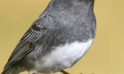 how-do-birds-smell