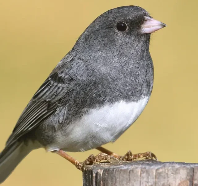 how-do-birds-smell
