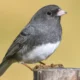how-do-birds-smell