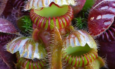 p-australian-pitcher-plant