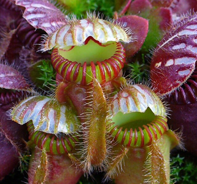 p-australian-pitcher-plant