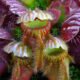 p-australian-pitcher-plant