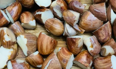 steamedjackfruitseeds_1024x1024@2x
