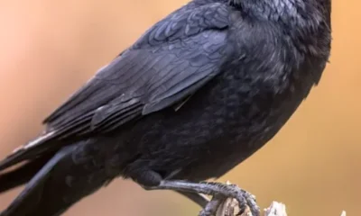 1c041b683c95b9f10345d4895933eacb