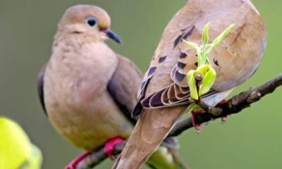 Dove_mourning2pring_VD-MASP9999