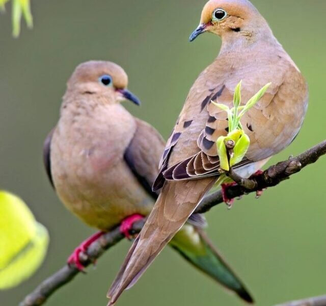 Dove_mourning2pring_VD-MASP9999