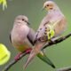 Dove_mourning2pring_VD-MASP9999