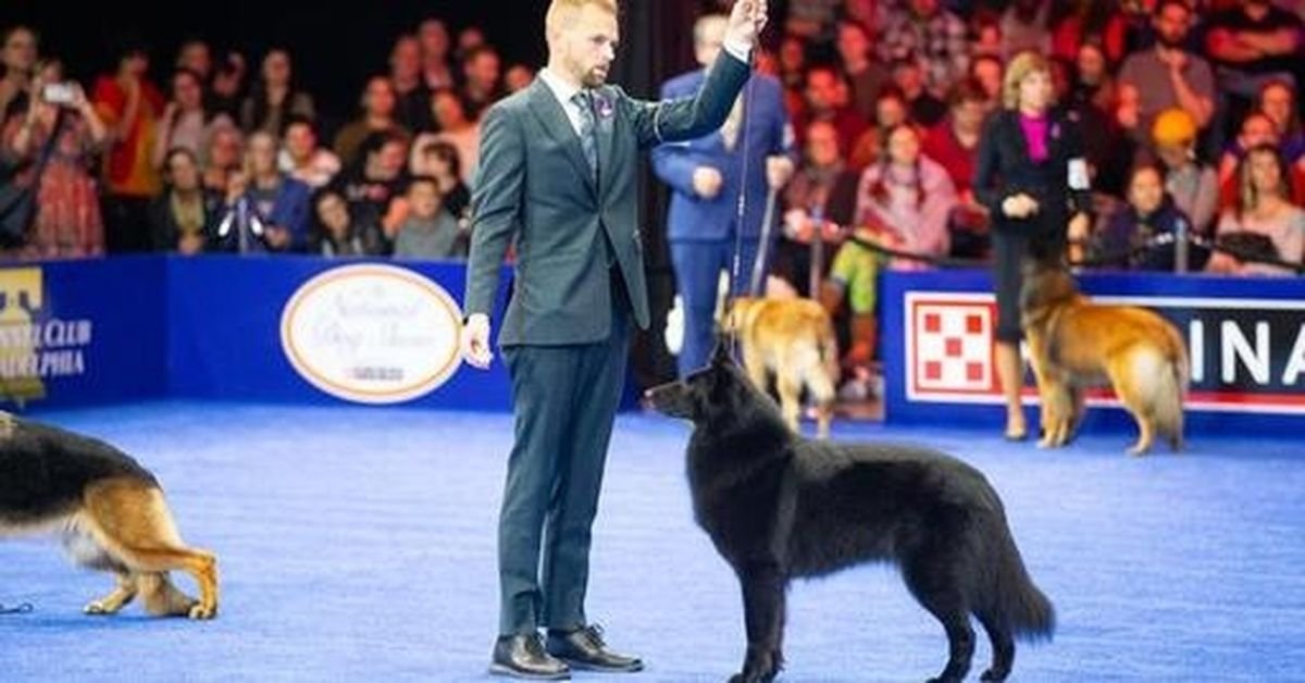 Soleil the Belgian Sheepdog Wins Best in Show at the 2025 National Dog Show