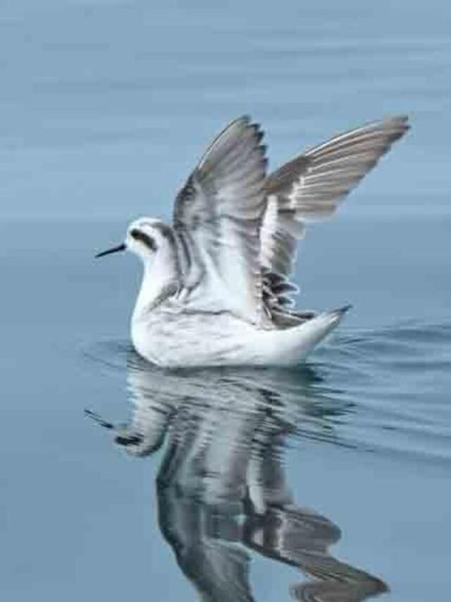 This Rare Bird Rows Across Water Like a Tiny Boat