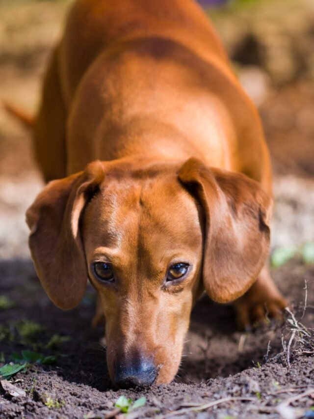 You’ve Never Heard These Wild Facts About Dogs Before