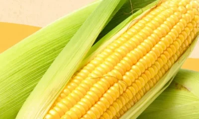 corn-101-a-complete-guide-1440x810