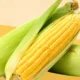 corn-101-a-complete-guide-1440x810
