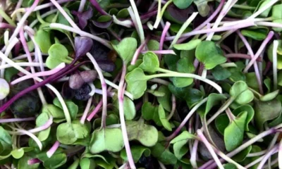 Microgreens_radish_mixed_1024x1024