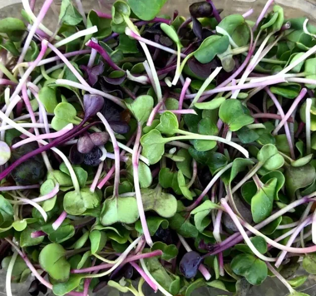 Microgreens_radish_mixed_1024x1024