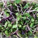 Microgreens_radish_mixed_1024x1024