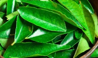 benefits-of-curry-leaves-for-hair_75c3853f-7cb4-4449-86dc-3333033a59a6_1200x630
