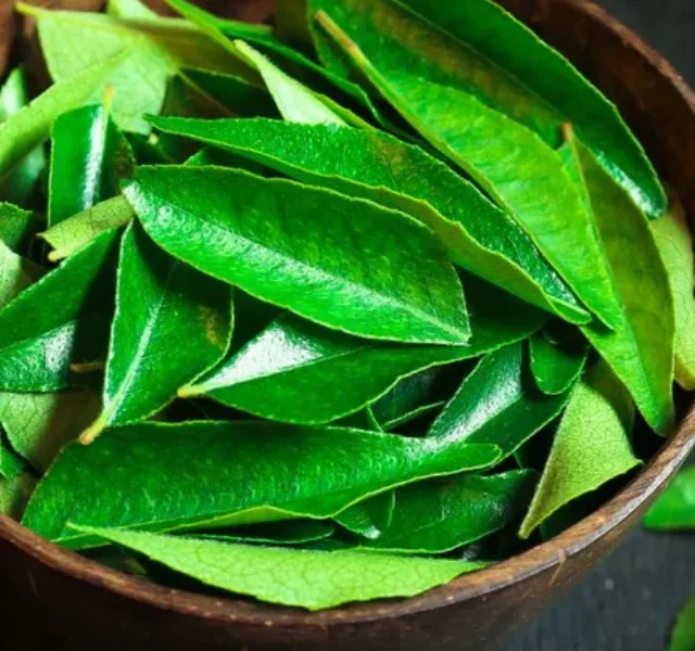 benefits-of-curry-leaves-for-hair_75c3853f-7cb4-4449-86dc-3333033a59a6_1200x630