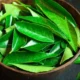 benefits-of-curry-leaves-for-hair_75c3853f-7cb4-4449-86dc-3333033a59a6_1200x630