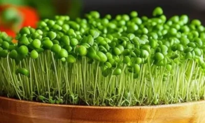 What_Is_so_Special_About_Microgreens_0005