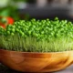 What_Is_so_Special_About_Microgreens_0005
