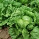 Taco Bell Removes Lettuce After Taylor Farms Link to Midwest Cyclospora Outbreak