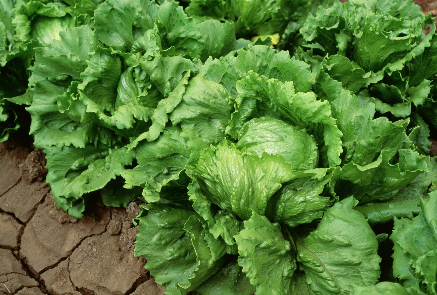 Taco Bell Removes Lettuce After Taylor Farms Link to Midwest Cyclospora Outbreak